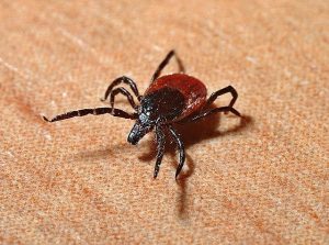 Borelioza – naturalne wspomaganie leczenia